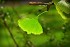 ginkgo-biloba-3704632_1920.jpg